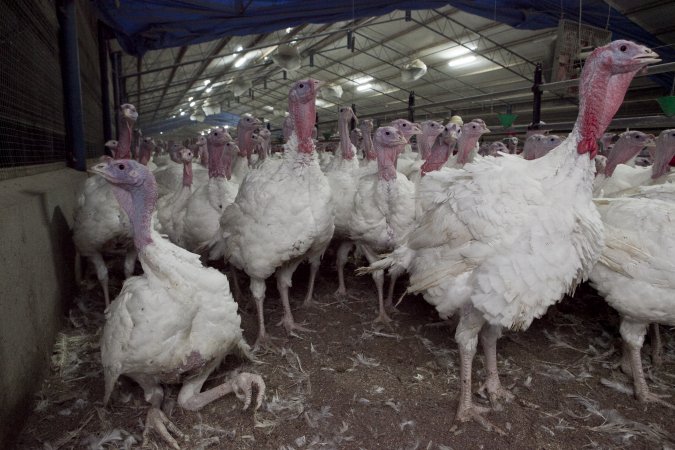 Australian turkey farming