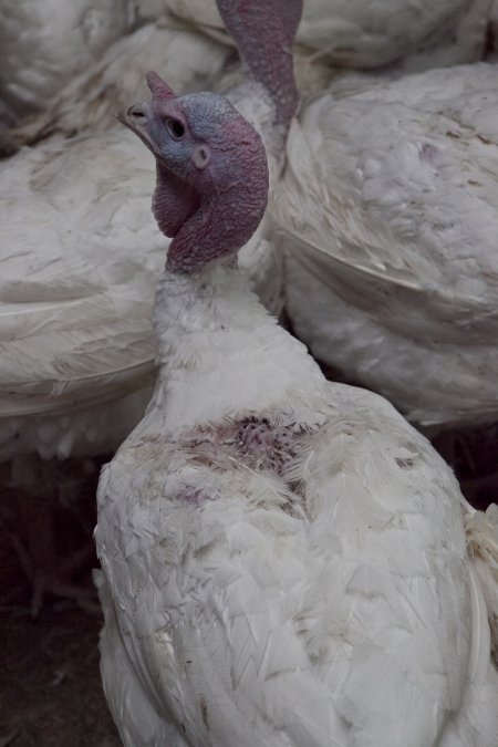 Australian turkey farming