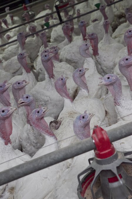 Australian turkey farming