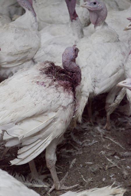 Australian turkey farming