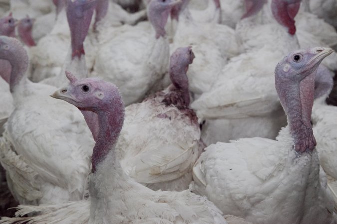 Australian turkey farming