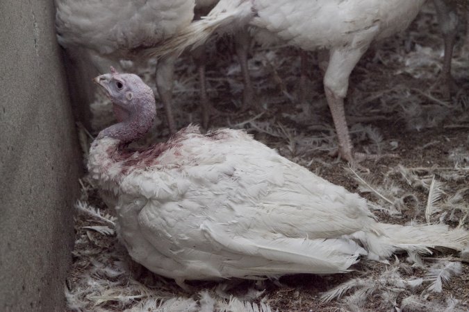 Australian turkey farming