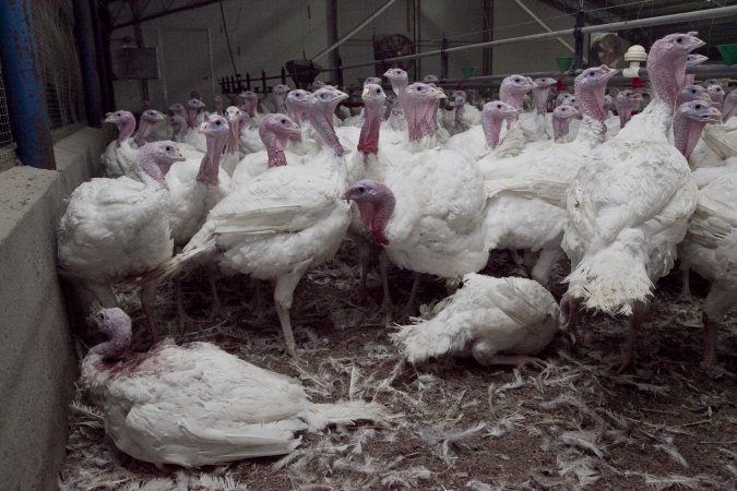 Australian turkey farming