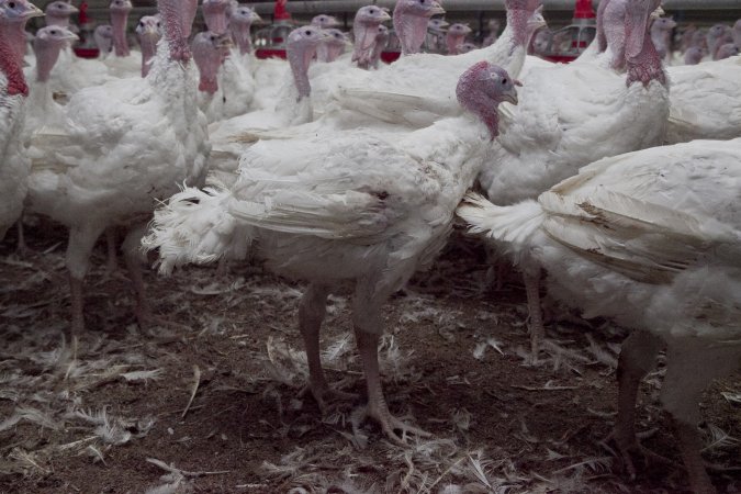 Australian turkey farming