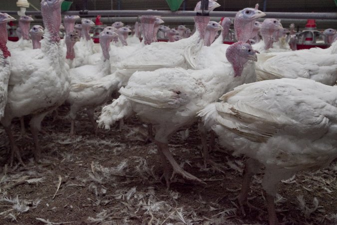 Australian turkey farming