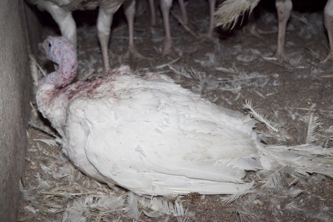 Australian turkey farming