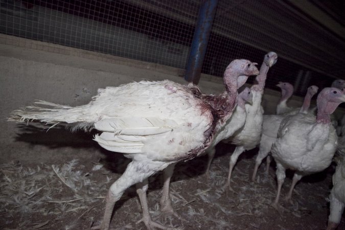 Australian turkey farming