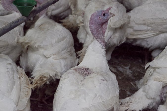 Australian turkey farming