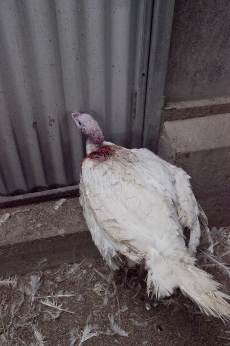 Australian turkey farming