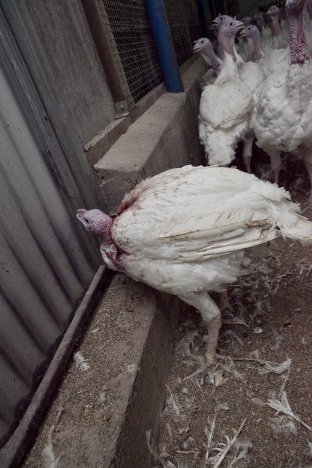 Australian turkey farming