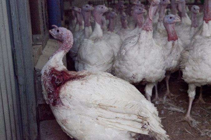 Australian turkey farming