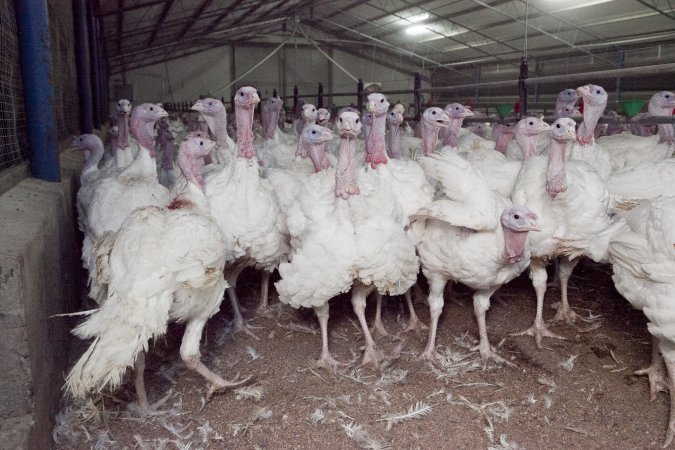 Australian turkey farming