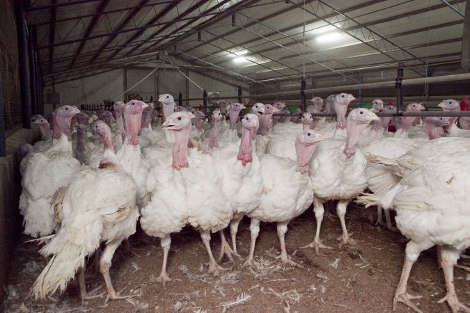 Australian turkey farming