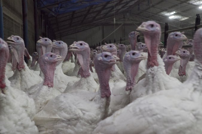 Australian turkey farming