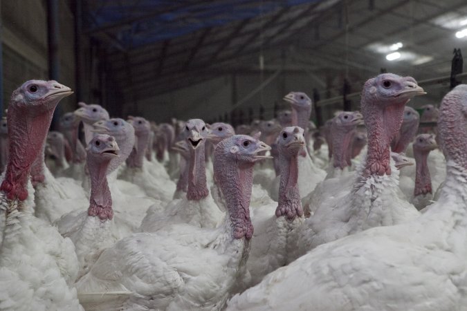 Australian turkey farming