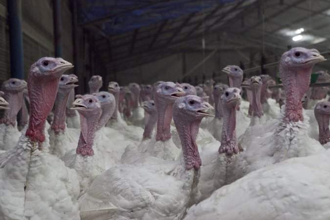 Australian turkey farming