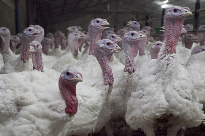 Australian turkey farming