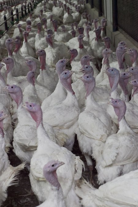 Australian turkey farming