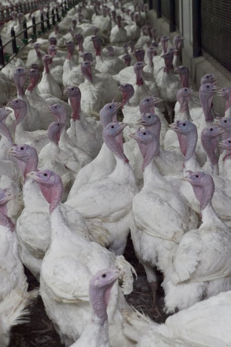 Australian turkey farming