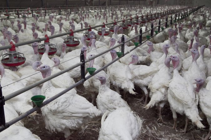 Australian turkey farming