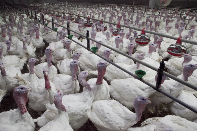 Australian turkey farming