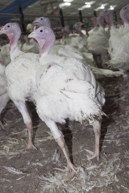 Australian turkey farming