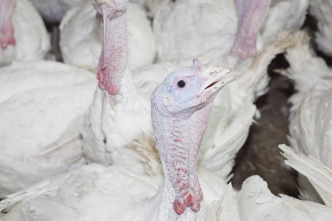 Australian turkey farming