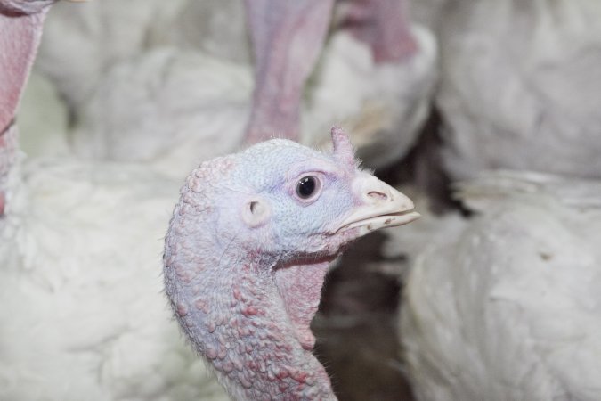 Australian turkey farming