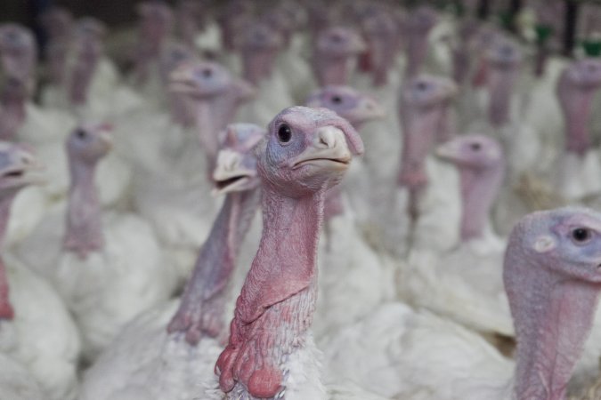 Australian turkey farming