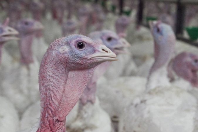 Australian turkey farming