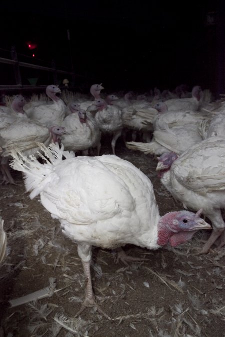 Australian turkey farming