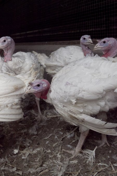 Australian turkey farming