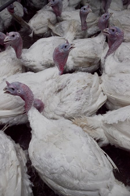 Australian turkey farming