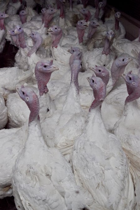 Australian turkey farming