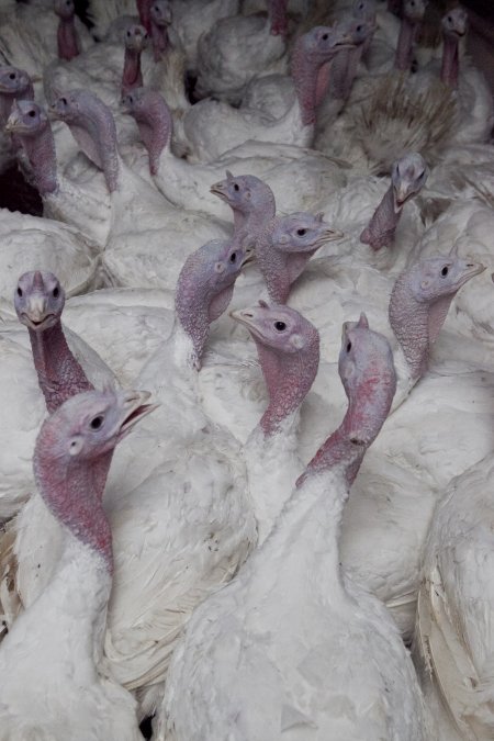 Australian turkey farming