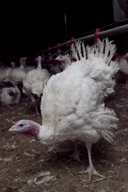 Australian turkey farming