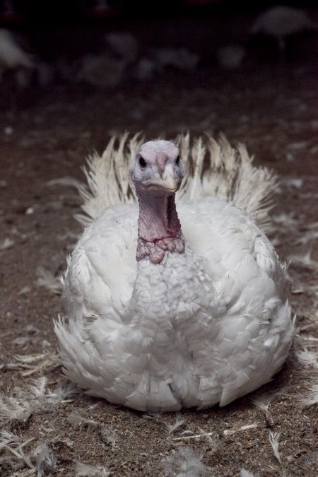 Australian turkey farming