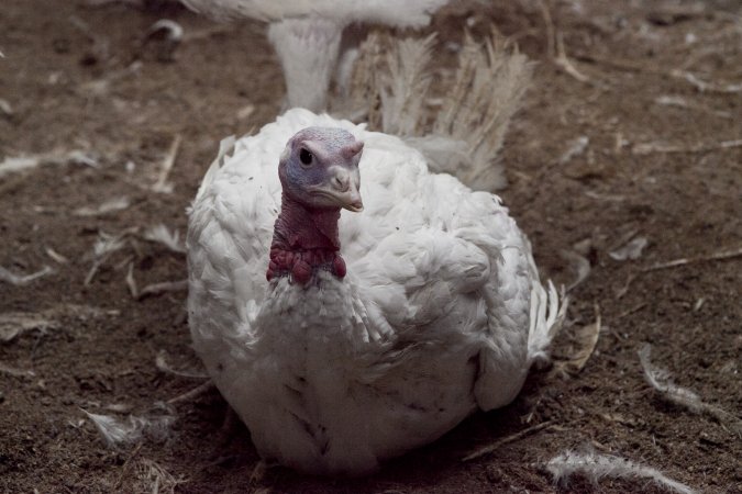 Australian turkey farming