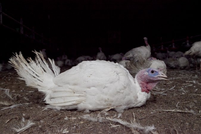 Australian turkey farming