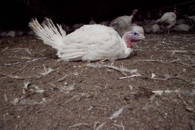 Australian turkey farming