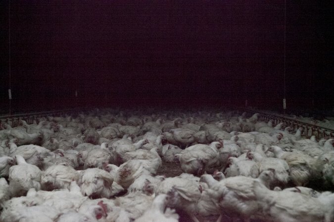 Broiler (meat) chickens, approx 7 weeks old