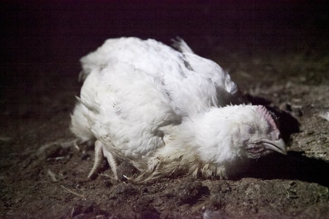 Broiler (meat) chickens, approx 7 weeks old