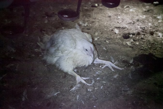 Broiler (meat) chickens, approx 7 weeks old