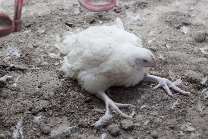 Broiler (meat) chickens, approx 7 weeks old