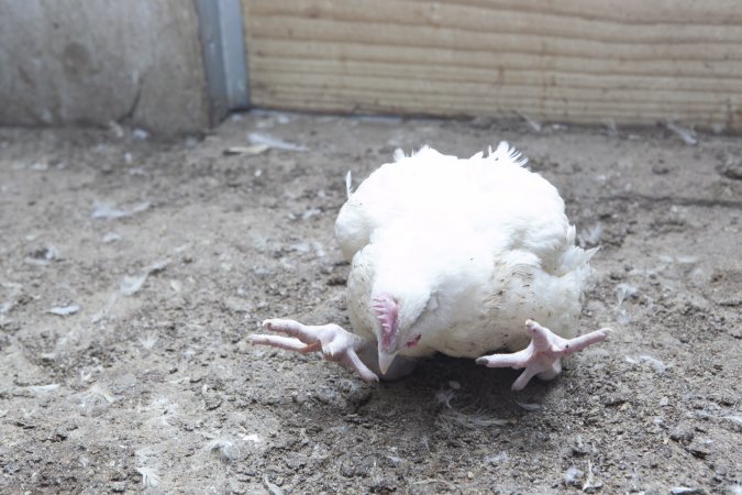 Broiler (meat) chickens, approx 7 weeks old