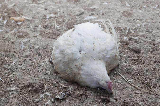 Broiler (meat) chickens, approx 7 weeks old