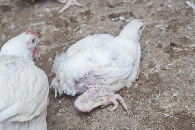 Broiler (meat) chickens, approx 7 weeks old