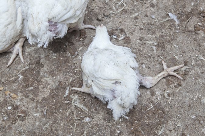 Broiler (meat) chickens, approx 7 weeks old