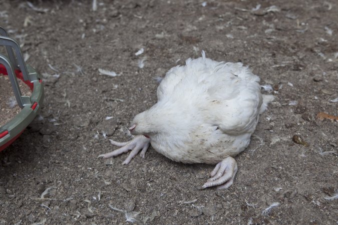 Broiler (meat) chickens, approx 7 weeks old