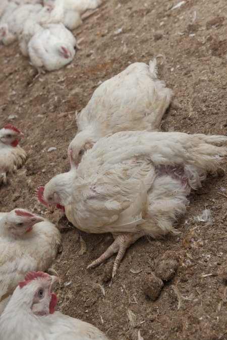 Broiler (meat) chickens, approx 7 weeks old